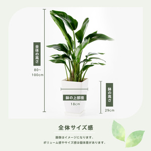 観葉植物 オーガスタ 80cm～100cm Green Base IB003-014 観葉植物