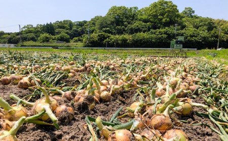 淡路島 南あわじ市産玉ねぎ3kg　◆配送7月～