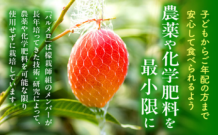 マンゴー 宮崎 パルメロ 1玉 マンゴー[希少種 576g以上]