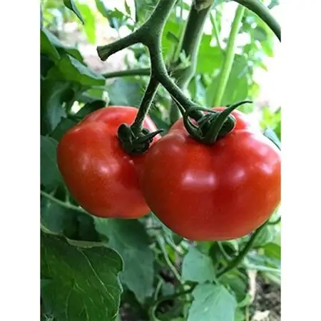 フルーツミディトマト中玉1.5kg_野菜 フルーツトマト トマト _【配送不可地域：離島】【1070779】
