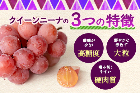 【ふるさと納税】【先行予約】朝採れクイーンニーナ 約2kg 3～4房【2026年8月下旬～9月下旬配送予定】朝採れ即日発送！ジューシーで高糖度 果汁 新鮮 生産者直送 果物 フルーツ 冷蔵便 丁寧なラッピング ギフト 贈答 化粧箱入り ぶどう 送料無料 C-39