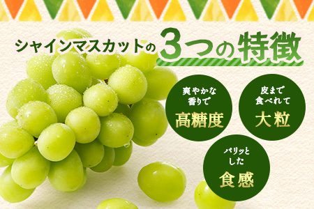 【先行予約】朝採れ即日発送◆数量限定◆シャインマスカット 約2kg 3～4房【先行予約】【2026年8月中旬～9月下旬配送予定】鮮度第一 可愛いラッピングで贈り物にも◎ ご褒美 プレゼント 贈答 ギフト 果物 葡萄 ぶどう マスカット 野菜 佐賀 鹿島市 人気 送料無料 C-38