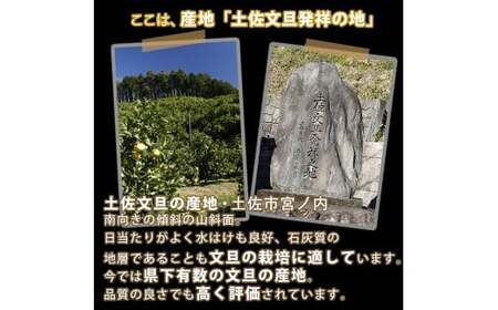【先行予約】＼果樹園直送／贈答品 土佐文旦 約10kg  大玉 4L?3Lサイズ (13?18個入り)〈2027年2月中旬?3月下旬頃発送〉  /【白木果樹園】 [BQAI004]
