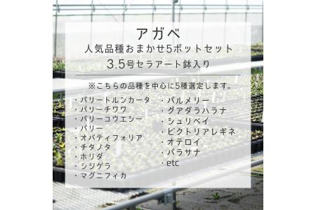 多肉植物 インテリア アガベ 人気品種おまかせ5ポットセット 3.5号黒鉢 四国ガーデン 人気 観葉植物 グリーン リラックス 初心者でも育てやすい 伊予市｜C01