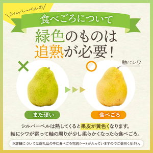 【2026年産】西洋梨 シルバーベル 5kg 秀品 化粧箱入 西洋梨