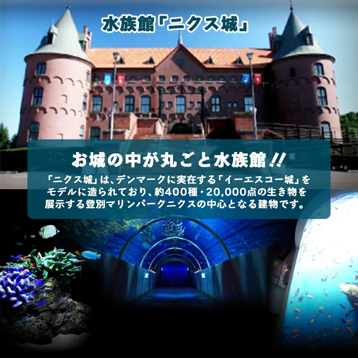 登別マリンパークニクス 入園券　大人・子供　各1名