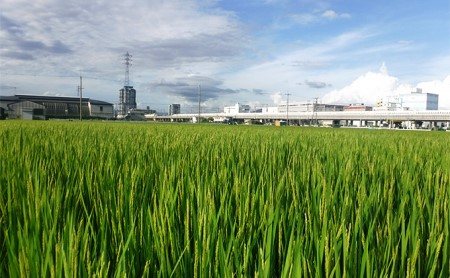 令和7年産 ぴかまる お米番付2021優秀賞受賞 米 お米 5kg 五十棲 京都 白米 ライス こめ コメ おこめ 精米 ごはん お弁当 おにぎり 主食 炭水化物 京都府産 向日市産 国産 日本産 京都府向日市 