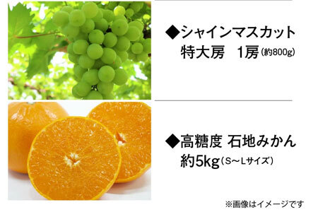 三豊市産 人気の厳選フルーツ定期便R(年4回)