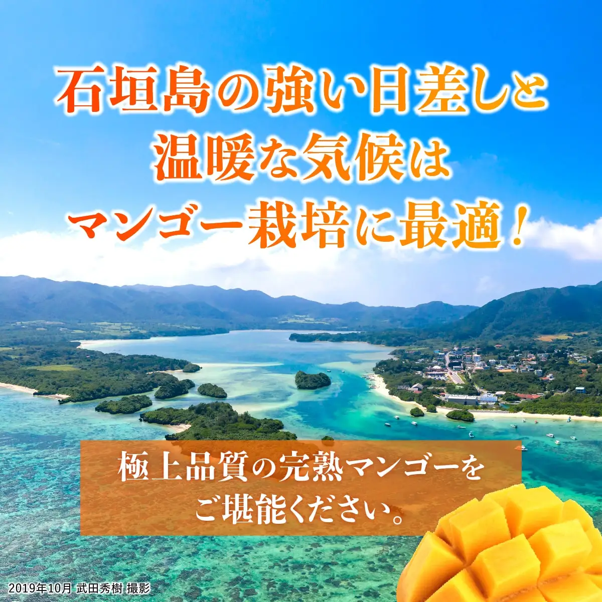 石垣島産マンゴー (アーウィン種) 2～3玉 約1kg