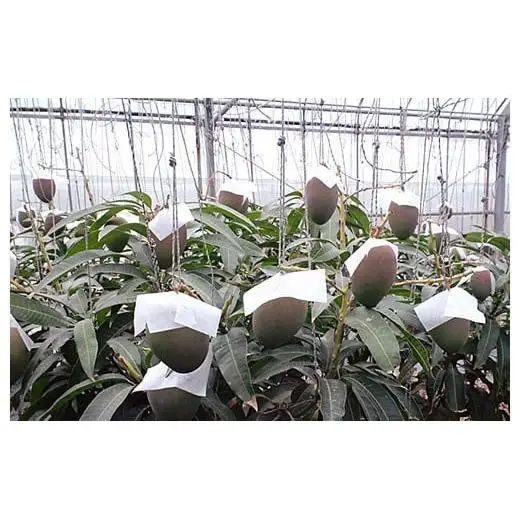 石垣島産マンゴー(アーウィン種) 4～5玉 約2kg