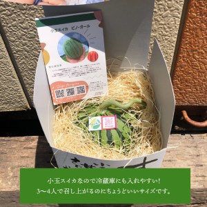 よってこ小玉すいか1玉　先行予約 ピノガール よってこファーム フルーツ デザート 果物  DG-0001