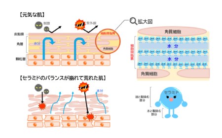 【大人女性の為のエイジングケア】化粧水 ＆ オイル美容液 2点 セット 糸島市 / Yu-ki [AHJ021]
