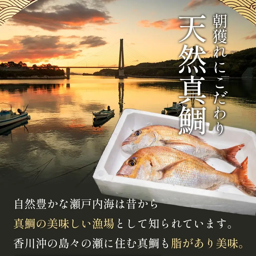 天然真鯛 刺身用（6人～7人前）