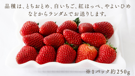 【 定期便 】 合計3kgお届け いちご の3ヶ月連続お届け便 （1回：250g×4パック）×3回 【2027年1月より発送開始】（茨城県共通返礼品 [いちご]：城里町産）