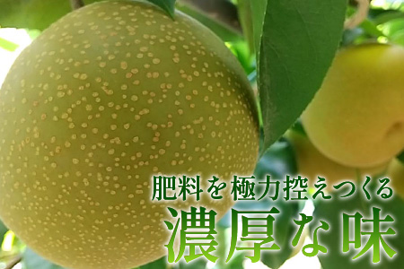 【先行予約】梨（幸水）※2026年8月下旬以降順次発送予定  / フルーツ 果物 くだもの なし 滑川市 新山果樹園 [A-014001]