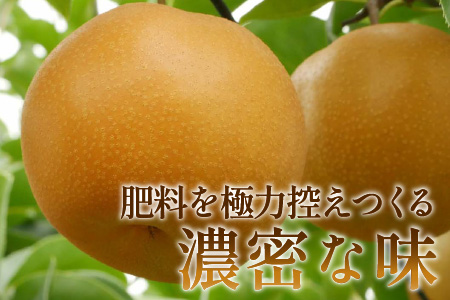 【先行予約】梨（豊水）※2026年9月上旬以降順次発送予定 / フルーツ 果物 くだもの なし 滑川市 新山果樹園 [A-014002]