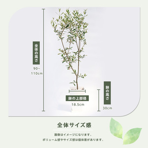 2026年1月中旬～発送【観葉植物】オリーブの木90cm～110cm Green Base IB003-042 観葉植物