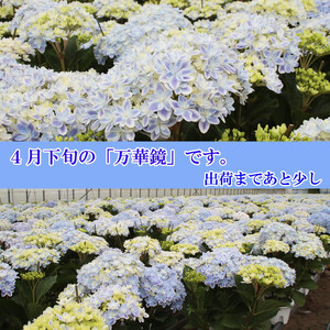 【2026年5月発送】島根県オリジナルアジサイ　万華鏡