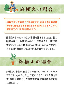 チーム田主丸『クロマツの苗木』_苗木 8号鉢 チーム田主丸 クロマツの苗木 1鉢 クロマツ 松の葉 長寿の源 健康管理に役立てる 健康樹 樹木 観賞用 飲食用 福岡県 久留米市 お取り寄せ インテリア 植物 ガーデニング 家庭栽培 庭植え 鉢植え 庭木 植木 送料無料 〔Hf032〕