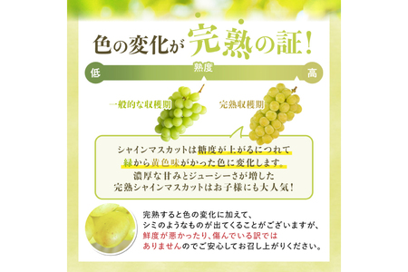 【期間限定発送】 シャインマスカット Aランク 2～3房1.6kg [田制農園 山形県 高畠町 tk06ayt230005]