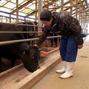 【訳あり】A5～4等級　博多和牛ヒレ焼肉用　600g【036-0008】