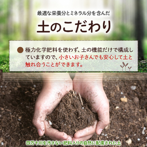 ベランダでも育てられるラディッシュ栽培キット ／Fis-B08 趣味 ガーデニング 家庭菜園 園芸 ベランダ菜園 プランター 種 種子 プロ仕様の肥料 培養土 サラダに
