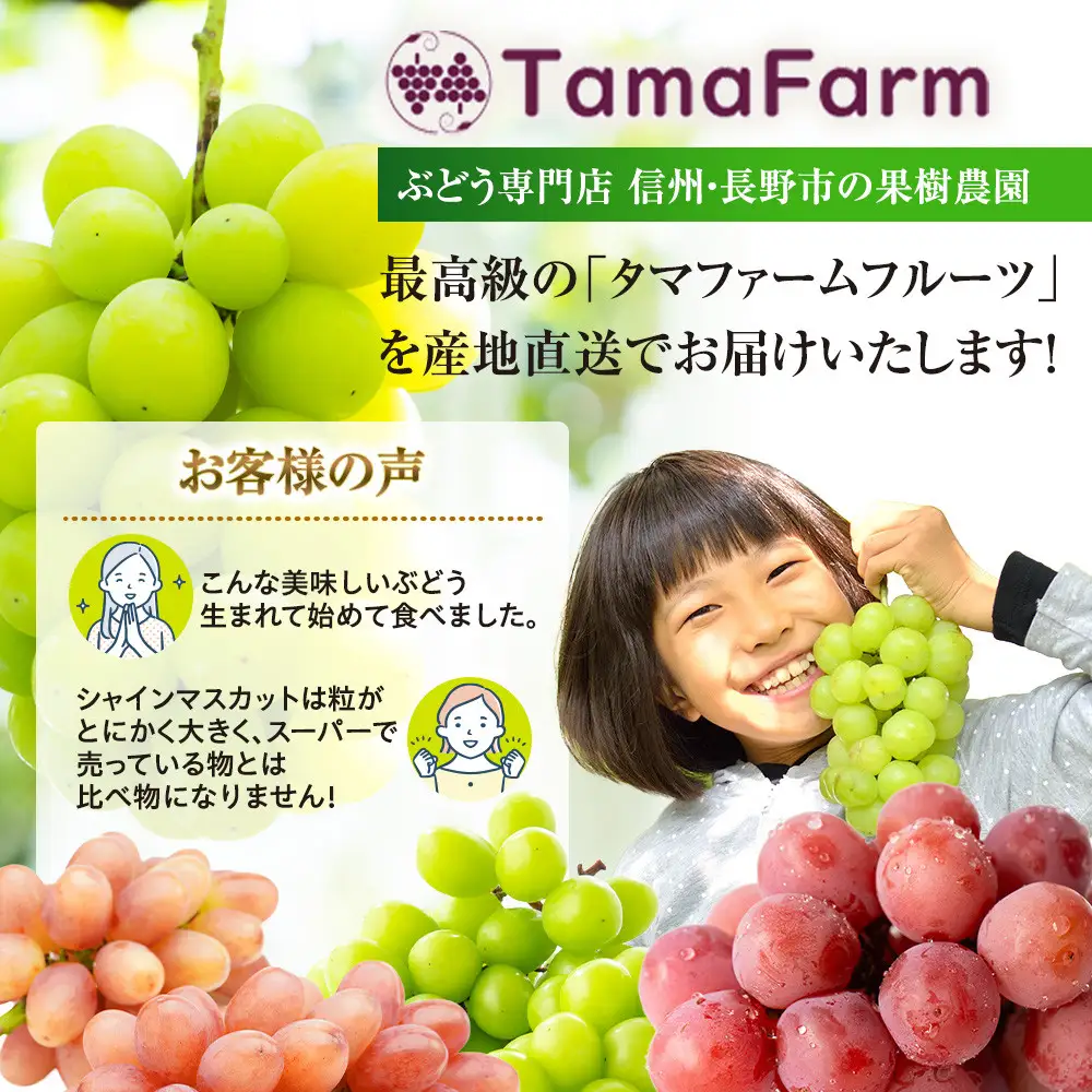 長野市産シャインマスカット【特秀】2房【2026年9月中旬以降出荷分】（タマファーム） | シャインマスカット ぶどう 葡萄 フルーツ