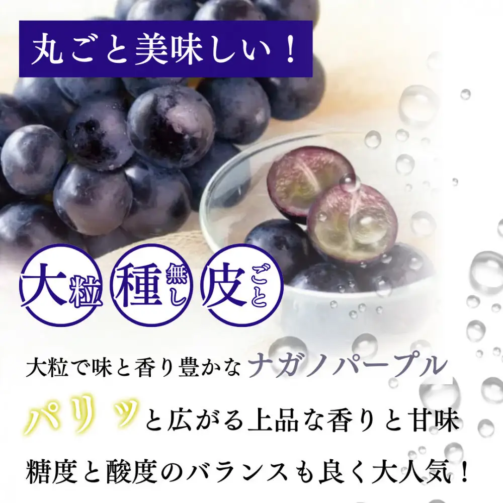 長野市産 ナガノパープル1kg【2026年9月以降出荷分】果物 くだもの フルーツ デザート 種無し 大粒 旬 長野市