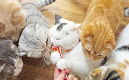 【3ヵ月定期便】いなば ちゅ～る バラエティセット 160本 セット キャットフード CIAO チャオ ちゅーる 猫 ねこ おやつ ペットフード ペット用品 ペット 静岡県 静岡 3回 お楽しみ