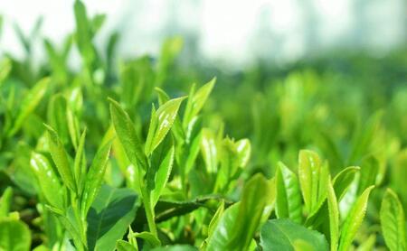 【2026年5月中旬より順次発送】 新茶 ほんやま茶 ティーバッグ 15個入×2袋 5000円 本山茶 オススメお茶◆