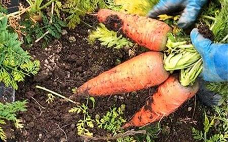《定期便》＜3市町村共通返礼品＞会津の恵み野菜セット(大)《全3回》 朝採れ 野菜 お米 精米 米 セット 詰合せ 契約農家 朝採り 採れたて 新鮮 会津野菜 定期便 3回 3ヶ月 連続 F4D-1414