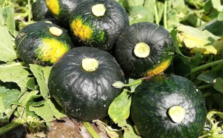 【2026年10月発送】富良野市産 かぼちゃ「ブラックのジョー」 5kg (中山農園) 野菜 南瓜