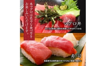 【 冷凍 】本マグロ 赤身 中トロ 計300g 伊勢志摩まぐろ食堂 【 本鮪 】