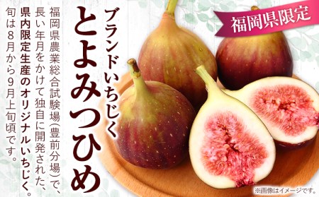 【☆2026年出荷☆】いちじく 福岡県産 ブランド いちじく とよみつひめ 約1.2kg (約300g×4パック) 【配送不可地域あり】【日付指定不可】 《8月中旬-9月末頃出荷(土日祝除く)》 福岡県 鞍手郡 鞍手町 いちじく イチジク 果物 フルーツ 送料無料