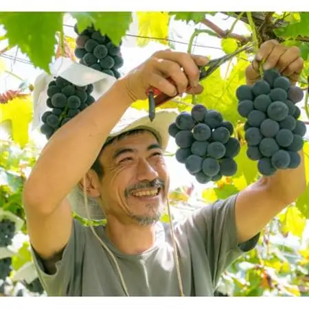 2026年発送 銀河農園まきおかの甘くてジューシーな巨峰(種なし)約2kg(4～5房)【配送不可地域：離島】【1111661】