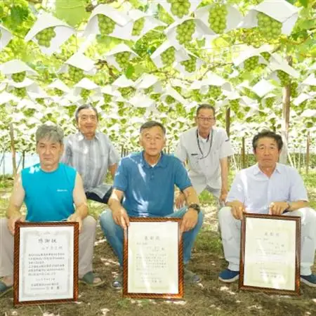 【2026年発送】農家直送シャインマスカットパック入1.6kg以上(1房400g×4)【配送不可地域：離島】【1142817】