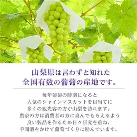 【2026年発送 】シャインマスカット 2~3房 1.1kg以上 山梨産_甘いシャインマスカット あまいシャインマスカット 美味しいシャインマスカット おいしいシャインマスカット 人気のシャインマスカット 瑞々しいシャインマスカット _【配送不可地域：離島】【1274436】