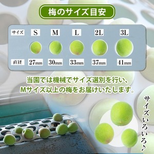 先行予約＜数量・期間限定＞朝日梅園の南高梅（生梅）5kg 箱 バラ詰め 満杯 梅干し 梅酒 はちみつ梅 カリカリ梅 にもオススメ！【00-088-02】