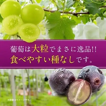 2026年発送 旬の葡萄セット2kg (シャインマスカット 巨峰 各2房 種なし)【配送不可地域：離島】【1308168】