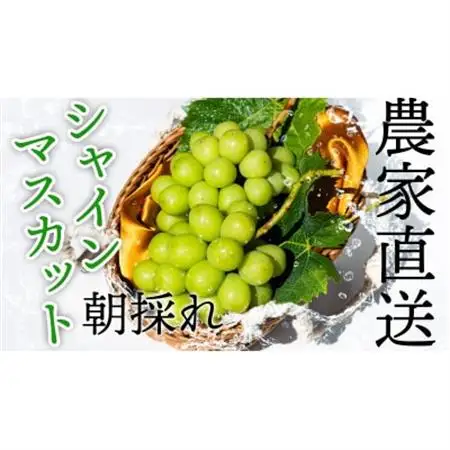 【2026年発送】農家直送のシャインマスカット4kg【配送不可地域：離島】【1330409】