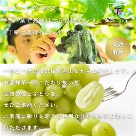 【2026年発送】シャインマスカット 約1.5kg 山梨市の自社農園産直!完熟収穫!【数量限定】【配送不可地域：離島】【1371863】