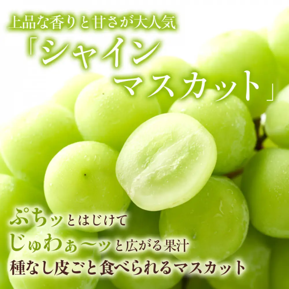 2026年産 ぶどう  シャインマスカット 約1kg 2房入り 葡萄 ブドウ シャイン マスカット 果物 フルーツ デザート おやつ 種なし 信州 2026年秋発送 |  葡萄 ブドウ シャイン マスカット 果物 フルーツ デザート 種なし フルーツ 果物 人気 おすすめ  送料無料  長野県 長野市 信州 信濃 ふるさと納税