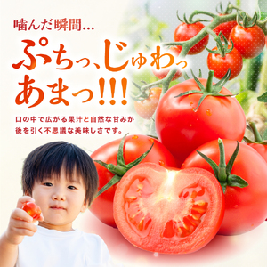 【期間限定】フルーツトマト 玄 2kg×1箱 | ミニトマト ぷちとまと プチトマト 九州産野菜 大分県産 大分県 中津市