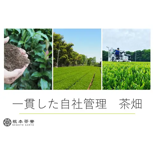 根本茶寮 飲み比べ 3本セット No.035
