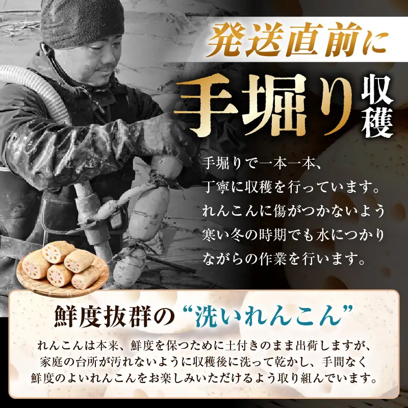 【先行予約】洗いれんこん2kg《発送直前に収穫してお届け！》 シャキっとした歯触り！ ／ 有機肥料 低農薬 蓮根 レンコン 野菜 根菜 正月【2026年11月中旬以降順次発送予定】 [aw056-a012]