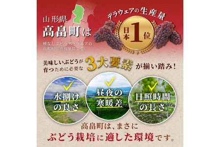 【期間限定発送】 シャインマスカット 1房 約800g [治右衛門果樹園 山形県 高畠町 tk06ays830002]