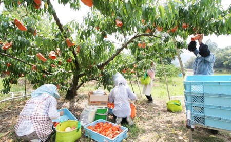 桃 2026年 先行予約 特選 岡山清水白桃 4～6玉 1.5k箱（正味内容量1.3kg以上）もも モモ 岡山県産 国産 フルーツ 果物 ギフト おやつ デザート やわらかい 果汁たっぷり 香り高い 岡山の桃 岡山の果物 
