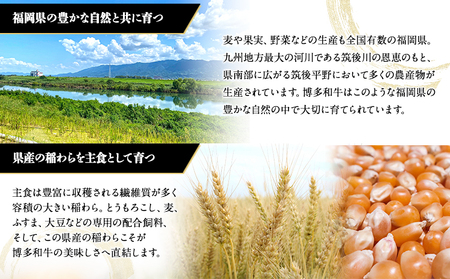 A5等級使用 博多和牛 ロース薄切り肉 350g（350g×1枚）《30日以内に出荷予定(土日祝除く)》すき焼き しゃぶしゃぶ 博多和牛 　肉の筑前屋　牛肉