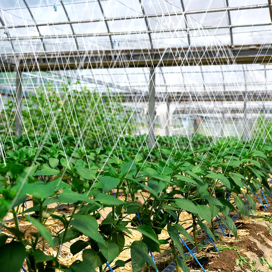 肉厚 パプリカ 8個 彩り野菜 甘い 赤パプリカ 黄パプリカ ピクルス マリネ サラダ