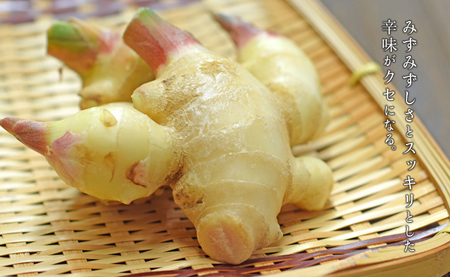 新生姜 1.5kg前後 しょうが 生姜 期間限定 旬野菜 薬味 穫れたて 産地直送 ジンジャー 新鮮